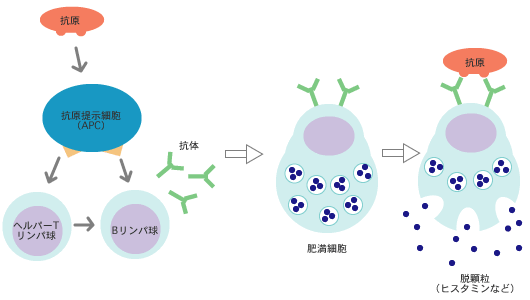 鼻アレルギー