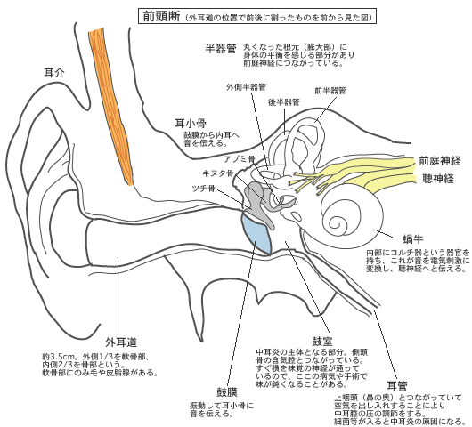 耳の構造