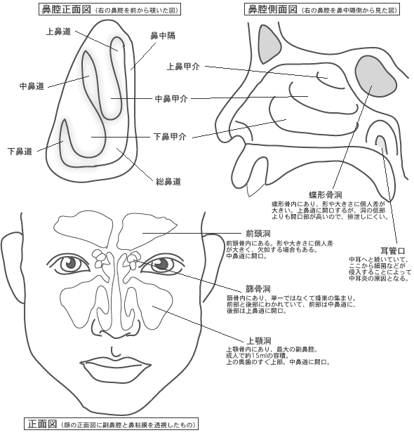 鼻、副鼻腔の構造
